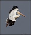 _8SB9726 american white pelican